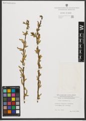 Foto von Salix triandra L.